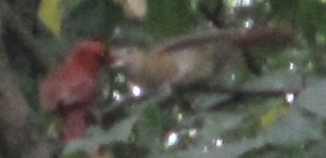 Male Cardinal feeds hop hornbeam seeds to baby, cropped